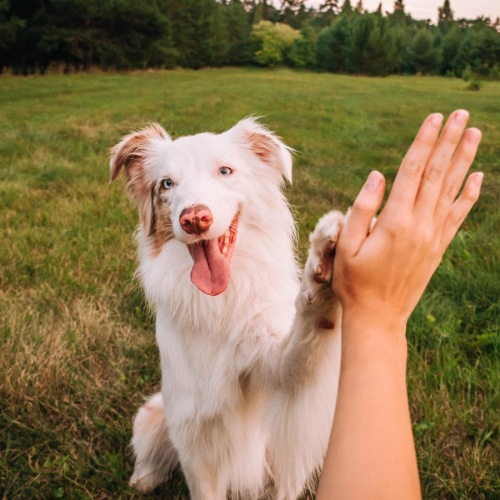 a person holding a dog