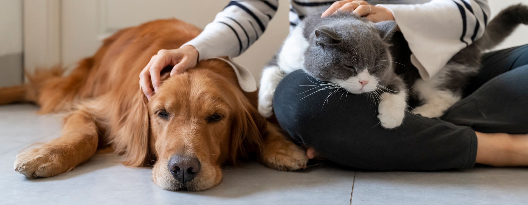 woman petting a dog and cat
